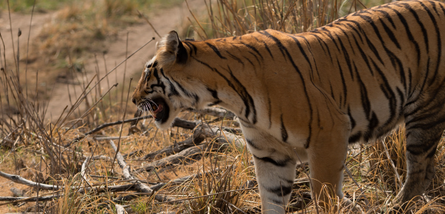 Jim Corbett