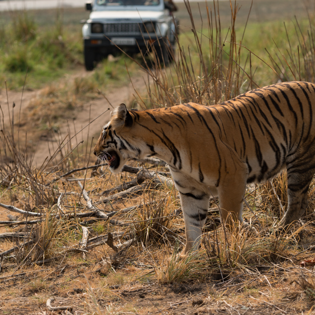 Jim Corbett