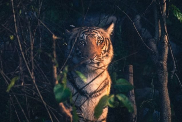Jim Corbett National Park 3 Days/2 Nights